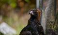Eagles Heritage Encounters and Birds of Prey Forest Walk Thumbnail 6