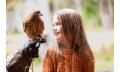 Bird of Prey Encounters and Forest Walk Thumbnail 2