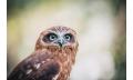 Bird of Prey Encounters and Forest Walk Thumbnail 3