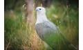 Bird of Prey Encounters and Forest Walk Thumbnail 6