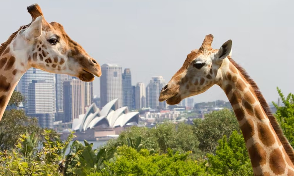 Taronga Zoo Plus 1 Day Sydney Harbour Hopper Pass