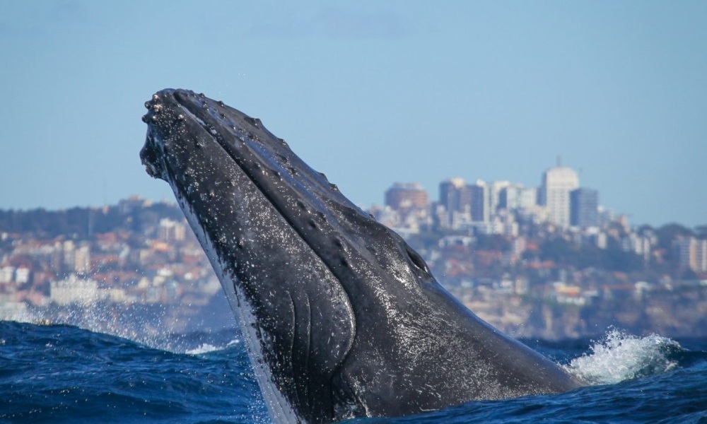 2 Hour Express Whale Watching Cruise