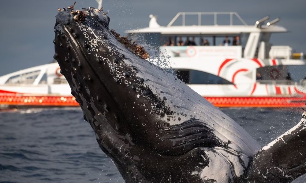 Palm Beach Whale Watching