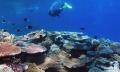 Premium Great Barrier Reef Cruise to 3 Reef Locations Thumbnail 5