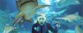 Sunshine Coast Aquarium Shark Dive Xtreme Thumbnail 2