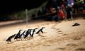 Phillip Island Penguins Express tour Thumbnail 1
