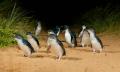 Phillip Island Penguins Express tour Thumbnail 5