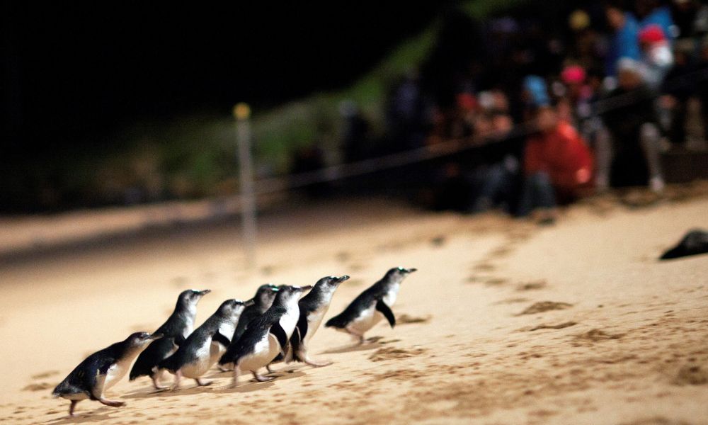 Penguin Parade