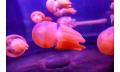 SEA LIFE Sydney Aquarium General Entry Thumbnail 4