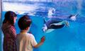 SEA LIFE Sydney Aquarium General Entry Thumbnail 5