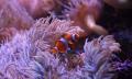 SEA LIFE Sydney Aquarium General Entry Thumbnail 6