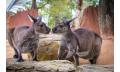 WILD LIFE Sydney Zoo Entry Thumbnail 4