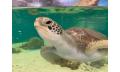 Cairns Aquarium Entry Ticket and Turtle Hospital Tour Thumbnail 3