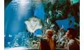 Cairns Aquarium by Sunrise Thumbnail 1