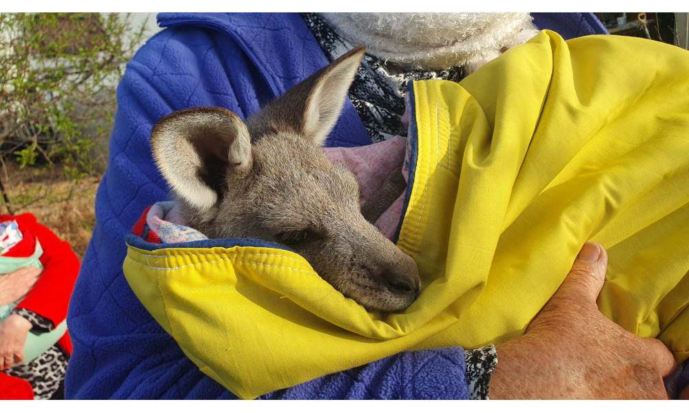 Kangaroo
