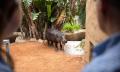 Adelaide Zoo Entry Tickets Thumbnail 5