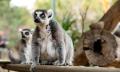 Adelaide Zoo Entry Tickets Thumbnail 6