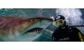 Shark Dive Xtreme at SEA LIFE Sunshine Coast Thumbnail 1