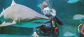 Shark Dive Xtreme at SEA LIFE Sunshine Coast Thumbnail 2