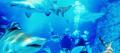 Shark Dive Xtreme at SEA LIFE Sunshine Coast Thumbnail 4