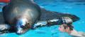 Seal Swim at SEA LIFE Sunshine Coast Thumbnail 3