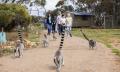 Land of the Lemurs experience and a day at Monarto Safari Park Thumbnail 1