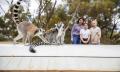 Land of the Lemurs experience and a day at Monarto Safari Park Thumbnail 4