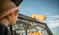 Lions 360 and a day at Monarto Safari Park Thumbnail 2