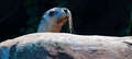 Seal Swim at SEA LIFE Sunshine Coast Thumbnail 6