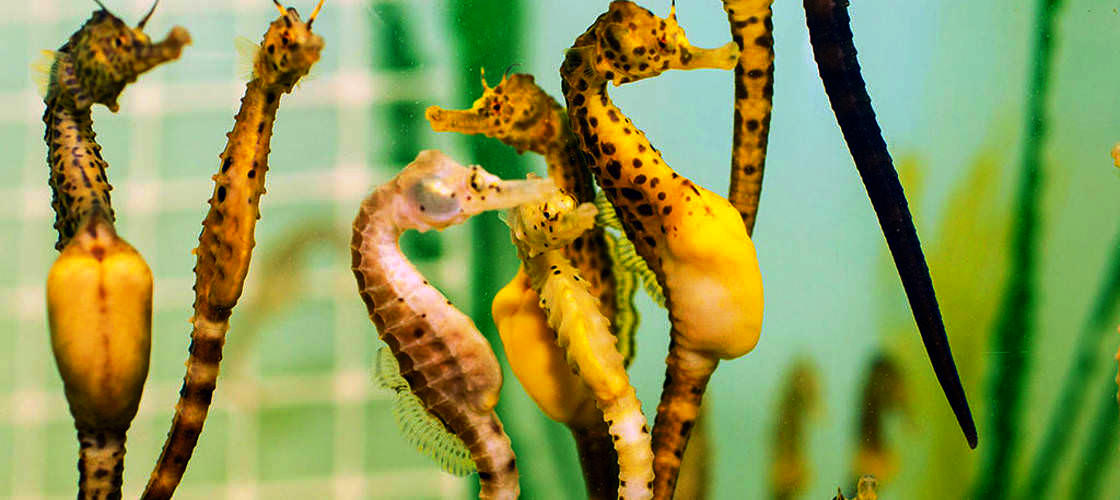 seahorse marine tours