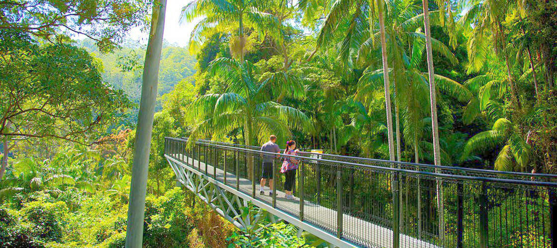 Tamborine Rainforest Skywalk Experience Oz