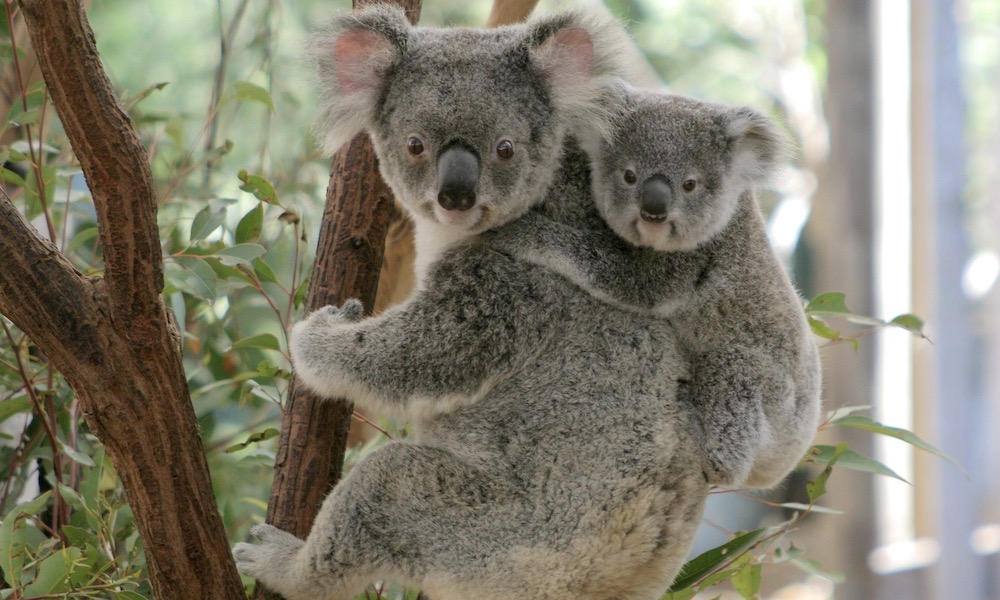 Mirimar Cruise koala cuddles