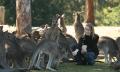 Lone Pine Koala Sanctuary with Return Scenic Cruise Thumbnail 4