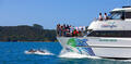 Bay of Islands Hole in the Rock Dolphin Cruise Thumbnail 2