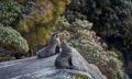 Milford Sound Overnight Cruise Thumbnail 4