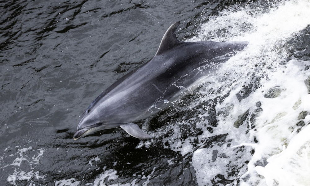 dscruise3