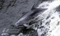 Doubtful Sound Wilderness Cruise from Queenstown Thumbnail 4