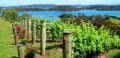 Waiheke Island Day Tour with Lunch Thumbnail 2