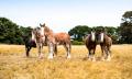 Behind the Scenes with the Clydesdales of the Victor Harbor Tramway Thumbnail 2