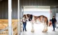 Behind the Scenes with the Clydesdales of the Victor Harbor Tramway Thumbnail 6