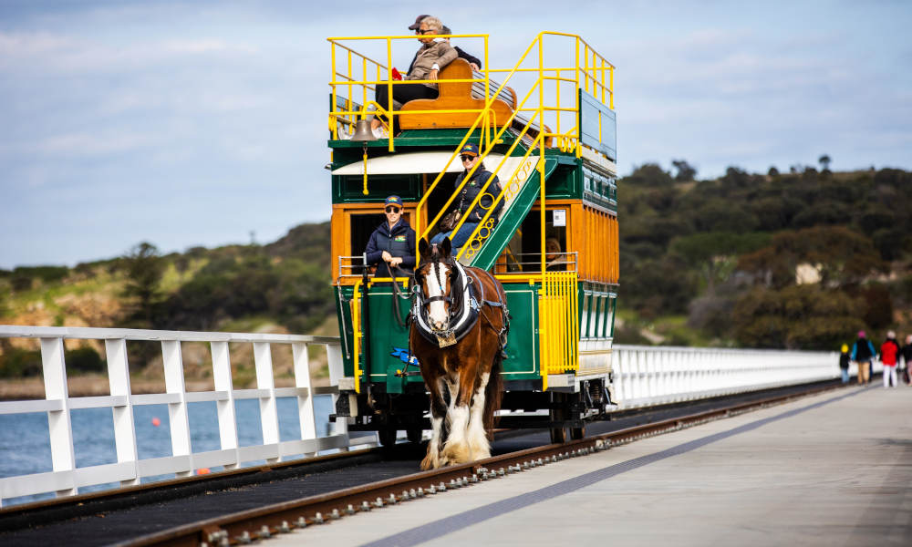 Behind the Scenes with the Clydesdales of the Victor Harbor Tramway