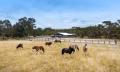 Behind the Scenes with the Clydesdales of the Victor Harbor Tramway Thumbnail 5