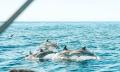 Dolphin Cruise Thumbnail 2