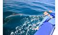 Dolphin Cruise Thumbnail 5