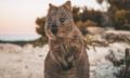 Ferry to Rottnest Island with Coach Tours from Perth Thumbnail 4