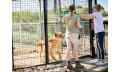 Lions At Bedtime Thumbnail 2