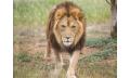 Lions At Bedtime Thumbnail 1