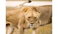Lions At Bedtime Thumbnail 3