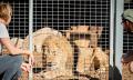 Lions At Bedtime Thumbnail 4