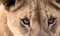 Lions At Bedtime Thumbnail 5